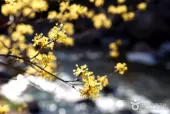 노란 산수유꽃 가득한 포근한 봄여행