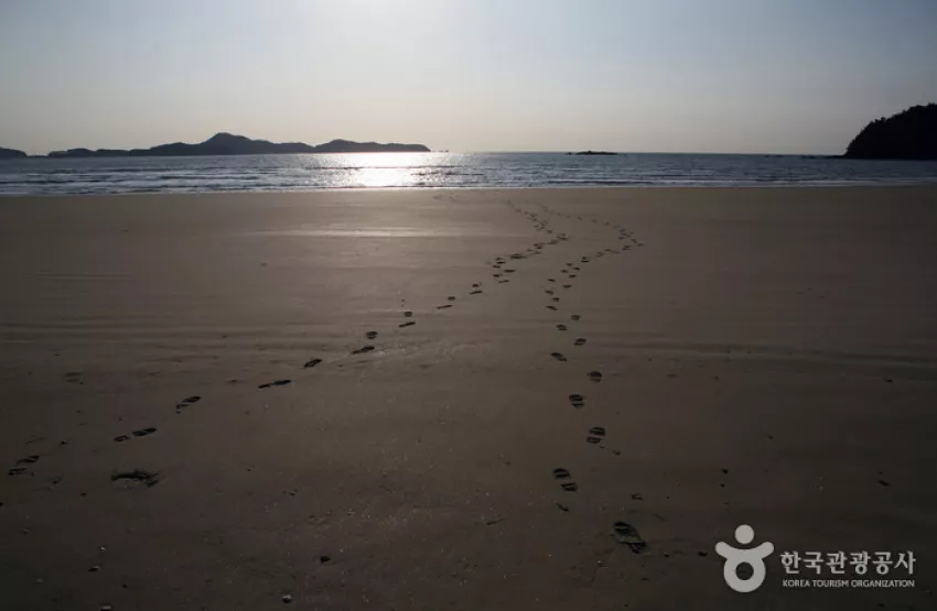 우리나라 최대의 신두리 해안사구 고운 모래를 밟아보자.