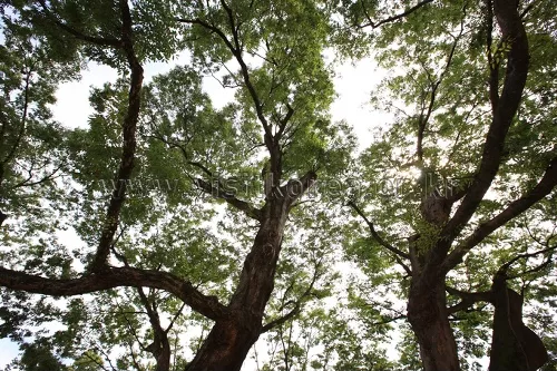 포항 마북리 느티나무