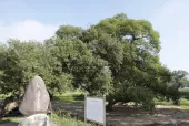 산청 실매리 왕버드나무군 - 실매리왕버드나무군락(금포림)