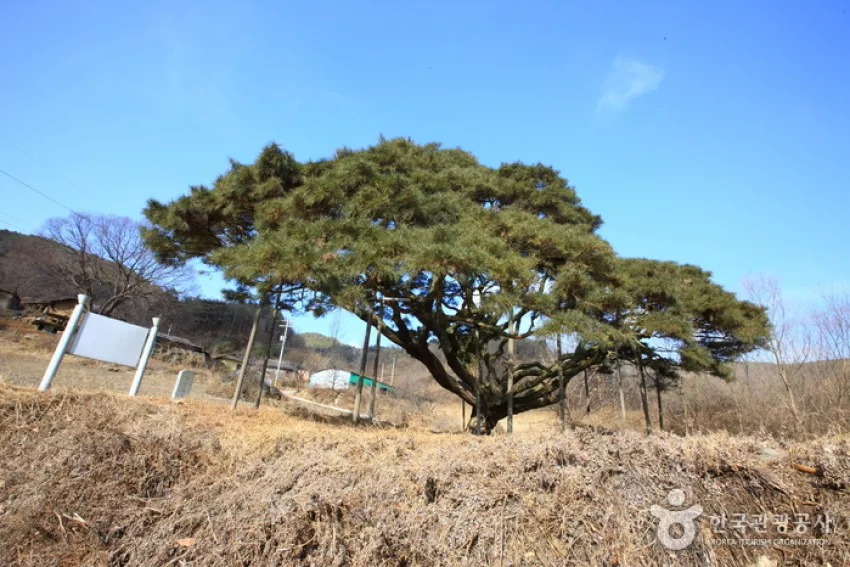 예천 사부리소나무