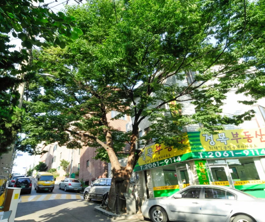 150년 수령 느티나무