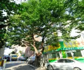 150년 수령 느티나무