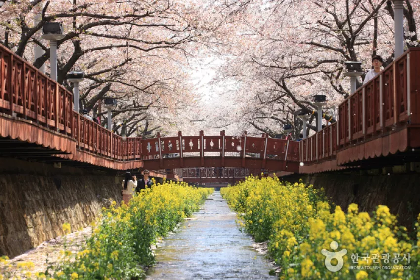 여좌천 - 벚꽃명소