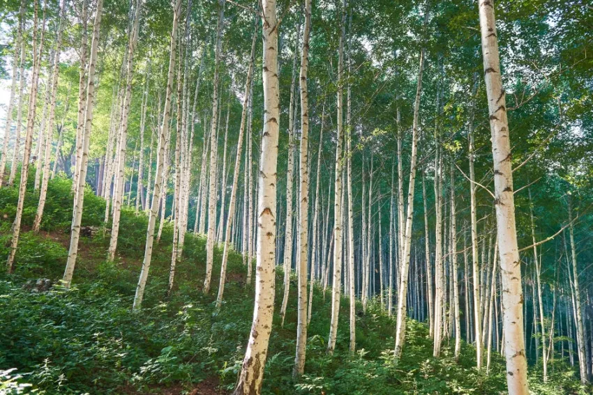 원대리 자작나무 숲 - 속삭이는 자작나무 숲